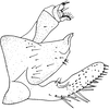 Pygofer, lateral view on Erythria aureola (Fallén, 1806): Pygofer, lateral view. (Observation).