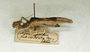 CollectionObject 1559601; f0faf1a1-e554-4b30-8834-0015d7cb8bea: copyright MNHN, Paris. female, lateral view (syntype). (CollectionObject).