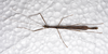 CollectionObject 1580863; ee6af533-e075-4897-9872-7cee36f0e422: copyright FRCS, Sabah. male, ventral view (holotype). (CollectionObject).
