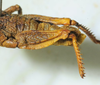 CollectionObject 1498703; ba0b4d5c-9422-4f32-9e56-630015aec536: male abdomen, dorso-lateral view. (CollectionObject).
