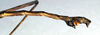 CollectionObject 1560915; 7bc1b81b-fe15-40ae-8562-9d2283aa5e07: copyright NMW. male: end of abdomen, lateral view (syntype). (CollectionObject).;CollectionObject 1560916; b8f97275-b3f4-4847-9cda-4f8a5b4efe6b: copyright NMW. male: end of abdomen, lateral view (syntype). (CollectionObject).