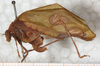 CollectionObject 1566797; NMW 1073, c3a23db4-5112-49b3-aa4f-af26898c2105: female, lateral view. (CollectionObject).