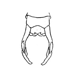 Fig. 32 (after type). male cerci, dorsal view. Depicts Anaulacomera (Cervicercora) dama Rehn, 1913, an Otu.
