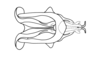Dichroplus silveiraguidoi Liebermann, 1956: Fig. 10. phallic complex without epiphallus, dorsal view. (Otu).
