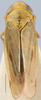 Habitus, dorsal view on Ederranus Ribaut, 1942: Ederranus discolor, dorsal habitus (MNHN). (Observation).