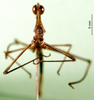 CollectionObject 1500892; 15631d0a-a3a3-477d-8e4b-68bf89e1c7d1: male, frontal view (holotype of Corynorhynchus ruficornis). (CollectionObject).