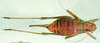 CollectionObject 1501844; 1caead37-512d-494c-aab0-f9f8ee4adf73: female, dorsal view (paratype). (CollectionObject).