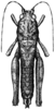 Tanaocerus rugosus Hebard, 1931: Pl. 12 fig. 4. female, dorsal view (holotype, body length 18.5mm, pronotum 3.7mm, femur 26mm). (Otu).
