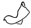 Aleuas paranensis Carbonell, 2008: Fig. 32I. epiphallus, lateral view. (Otu).
