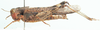 Morphacris fasciata (Thunberg, 1815): female, lateral view. (Otu).