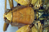 CollectionObject 1500502; 70a468f2-3e35-4d34-991f-794dc67b49fd, DORSA BTararegHTF: female pronotum, dorsal view (holotype). (CollectionObject).