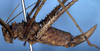 CollectionObject 1517007; dbc295df-4183-4881-9f28-1f654ac5c35d: female, lateral view (syntype). (CollectionObject).