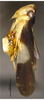 Habitus, lateral view on Concaves bipunctatus (Li & Wang, 1993): (Observation).