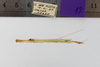 CollectionObject 1557844; 139679a7-b8dd-44d1-9f19-52a363483eda: copyright ESALQ. male, dorsal view (holotype). (CollectionObject).