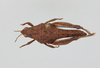 CollectionObject 1597833; c0228580-2fb5-4feb-89c8-93987b3566a1: female, dorsal view. (CollectionObject).