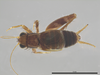 CollectionObject 2072273; 645140a5-930a-4088-aba7-1098409a591b: Male, dorsal view. (CollectionObject).