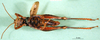CollectionObject 1501532; c51b7534-0115-4b9e-93ca-c6855898267e, DORSA BA000163S01: male, ventral view (holotype). (CollectionObject).
