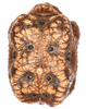 CollectionObject 1591581; ef0a6072-6b5e-4782-91e7-ed9a06ccf840: copyright IMQC Montreal. Egg, dorsal view (paratype). (CollectionObject).;CollectionObject 1591582; fa4db674-bfae-4941-b1c8-74c2509efb01: copyright IMQC Montreal. Egg, dorsal view (paratype). (CollectionObject).;CollectionObject 1591583; d22abb32-c984-4e04-a71b-0ad51a6310a5: copyright IMQC Montreal. Egg, dorsal view (paratype). (CollectionObject).