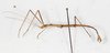 CollectionObject 1561480; 75e3de03-9f05-4be1-b4c7-e8a173e8faf7: copyright MHNG Geneva. male, lateral view (syntype). (CollectionObject).