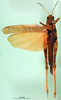 CollectionObject 1589385; a1483792-a9fe-4fda-9b43-9aaf7ede8871: female, dorsal view (paratype). (CollectionObject).