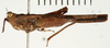 CollectionObject 1529982; ef2ecb05-d94a-4209-b613-2b69e4d95bb8: male, lateral view (holotype). (CollectionObject).