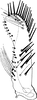 Subgenital plate, ventral view on Empoasca (Empoasca) furcatula Ghauri, 1979: Subgenital plate. (Observation).