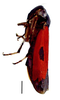 Habitus, dorsal view on Caragonalia tarsalis (Signoret, 1856): Specimen from Parque Nacional do Itatiaia, Southeastern Brazil, by C. M. F. Silva 2014. (Observation).