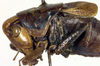 male, lateral view (holotype). Depicts CollectionObject 1500477; 0f998e80-aa54-4cf7-b993-41def21a5315, a CollectionObject.