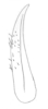 Ceuthophilus (Ceuthophilus) gracilipes gracilipes (Haldeman, 1850): Fig. 287. subdistal cephalic spurs of caudal tibia. (Otu).