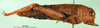 CollectionObject 1501081; e12d457f-66db-433e-948f-388fa99e9df8: female, lateral view (holotype). (CollectionObject).