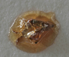 CollectionObject 1539785; 3d85e4a1-4860-45a6-98ae-b94497cbe1c8: male titillator (holotype). (CollectionObject).