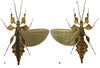 CollectionObject 1578691; SD<IH> Coll.RC 16-240, 9023fa0d-ce4d-4e47-8065-478312f22287: copyright SDNHM. male, dorsal & ventral view (holotype). (CollectionObject).