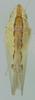 Habitus, dorsal view: !! display not done !! on Neocoelidia pulchella Ball, 1909: Male syntype [USNM]: habitus, dorsal view. (Observation).