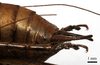 CollectionObject 1532085; 10f3d0d4-5431-4ddb-b201-511909b44e16: male cerci, lateral view (holotype). (CollectionObject).