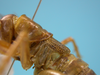 CollectionObject 1542920; 11d8cfa1-dc55-42e8-9fe8-666f844e2483: female, pronotum and tegminas lateral view (allotype of Cerberodon cuiabensis). (CollectionObject).