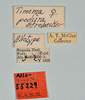 CollectionObject 1562883; 07a05f10-9ddd-49bc-b48d-3ab79eddfc10: copyright USNM, Washington. (CollectionObject).