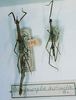 CollectionObject 1557089; 50df8e34-41d2-40e7-84f3-738844055698: copyright MNHN, Paris. female (lectotype). (CollectionObject).