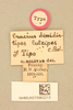 CollectionObject 1518122; b30ce9f4-413d-4744-a782-e9679b47a730, NHMUK015982213: labels (holotype). (CollectionObject).