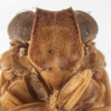 Head: (Observation).