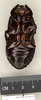 CollectionObject 1573086; 0379307b-adc5-418c-a50e-061f332fd4d8: Copyright Natural History Museum, London. Non-type (adult male) in BM(NH). Ventral view. (CollectionObject).