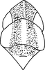 Head on Erythridula clavata (DeLong, 1916): Head, pro-, and mesothorax. (Observation).