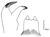 Lichenodentix dentatithorax (Piza, 1951): Pl. 5, Figs. 5, 6. male cercus and subgenital plate. (Otu).