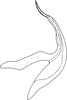 Aedeagus, lateral view on Edwardsiana avellanae (Edwards, 1888): Aedeagus, lateral view. (Observation).