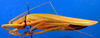 CollectionObject 1500386; 9d106984-e7f0-473a-b468-73108d4cac88, DORSA BTrhaacuHTF: female, lateral view (holotype). (CollectionObject).