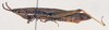 CollectionObject 1585704; 130d3b23-28fb-461d-8f6c-2f01c5e1db55: female, lateral view (paralectotype). (CollectionObject).