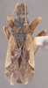 CollectionObject 1597223; 8d0946d1-f07d-4195-8c06-ce548ed6821d: Ligyrocoris latimarginatus HOLOTYPE (NMNH) - (CC BY-NC 3.0) - Photo by Pablo M. Dellapé with permission from the National Museum of Natural History (NMNH), Smithsonian Institution, Washington, D.C. (CollectionObject).