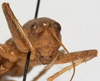 CollectionObject 1527100; 9b735199-1a54-499f-8922-f95ac121fe50: male face (holotype). (CollectionObject).