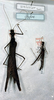CollectionObject 1562280; 069ec325-e74c-45af-9aac-9e6df783d439: copyright ETHZ, Zurich. female and male (syntypes). (CollectionObject).;CollectionObject 1562281; 2e8ff5d6-4808-47a3-82c9-ab331979b478: copyright ETHZ, Zurich. female and male (syntypes). (CollectionObject).