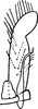 Subgenital plate: !! display not done !! on Alebroides flavifrons Matsumura, 1931: Subgenital plate. (Observation).