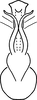 Aedeagus, ventral view on Erythridula crossi (Hepner, 1976): Aedeagus (holotype), ventral view. (Observation).